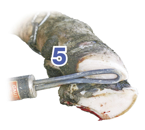 0310el trim 5 full