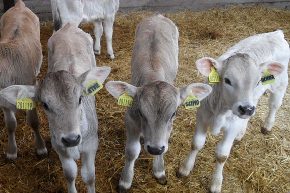 062410_scotland_calves