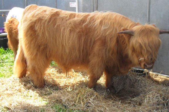 062410_scotland_highlander