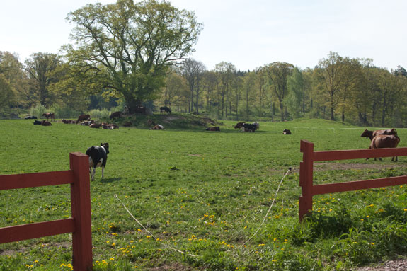 051911_sweden5