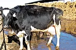 0911pd mastitis 1 full