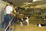 062211 mmpa calves full