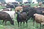 071111 grazing1 full