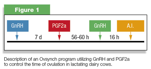 Enhance the fertility of lactating dairy cows - | Ag Proud
