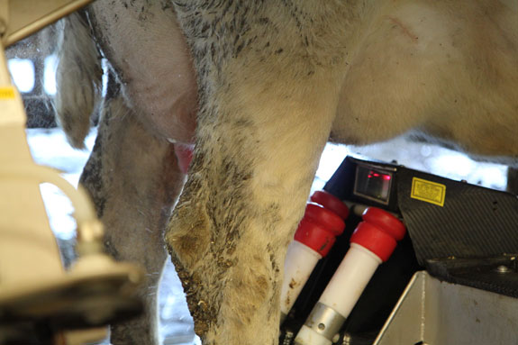  A Lely automatic milking unit