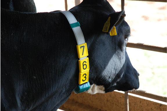 GEA Farm Technologies introduces CowScout Activity Monitoring System - | Ag  Proud