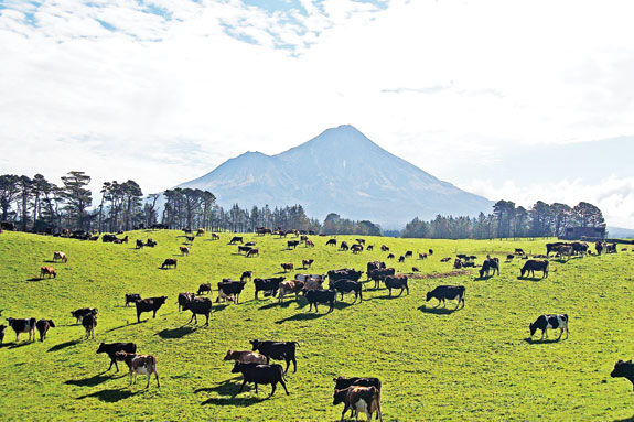 grazing cows