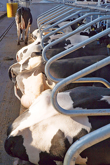 Cows lying down
