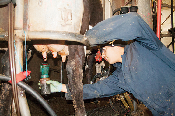 0813pd_mastitis_1