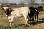 061813 cow antibodies full