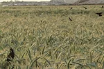 070413 blackbirds full