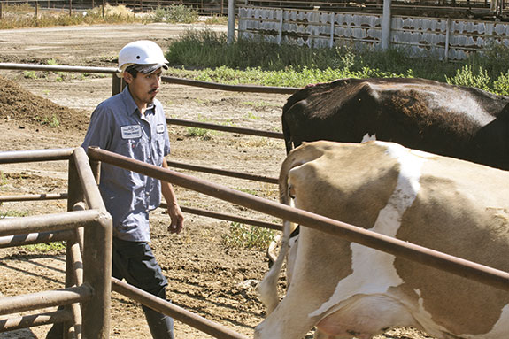 1213pd_cooley_stockmanship_1