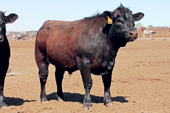 1313pd_kasper_breeding3