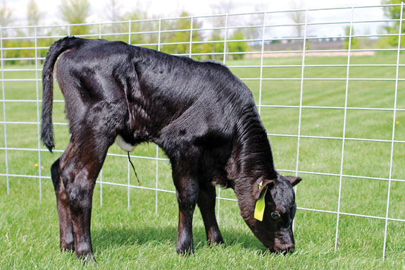 1313pd_kasper_breeding4