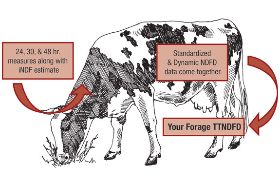 1413pd_goeser_cow