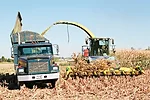 1513pd lee corn full