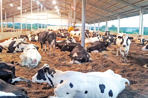Cows distributed evenly