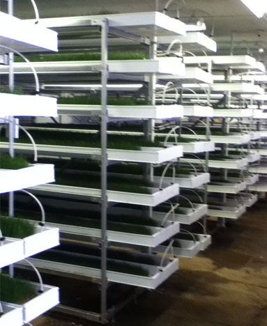 120913_sprouts3