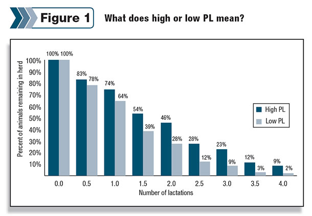 A comparison showing the percentage of daughters remaining in the herd from each group at the middle and end of their first four lactations