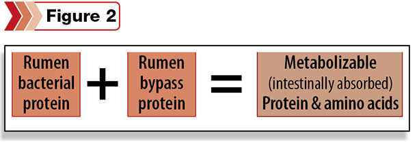 when buying feedstuffs based on crude protein, producers are not being efficient with their feed dollars