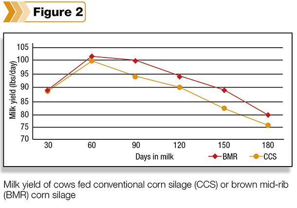 0314pd_emery_fig_Cows fed the BMR corn silage diet produced an average of 2 pounds more energy-corrected milk per cow per day compared with those on the conventional corn silage diet