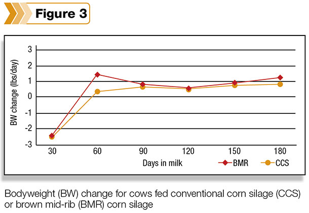 Bodyweight change for cows fed conventional corn silage or brown mid-rib corn silage 