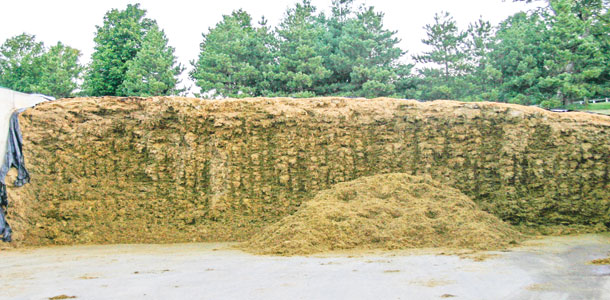 Forage pile