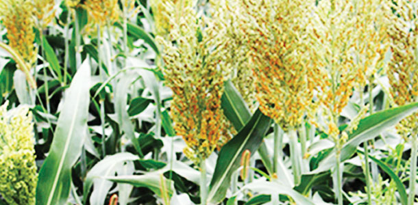 Sorghum near Kearney, Nebraska