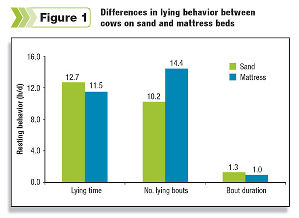 benefit of the softer, more conforming surface provided by sand is that cows take longer lying bouts (the time from lying down to standing up again in the stall) According to our studies, the difference is about 20 minutes 