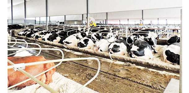 dairy cows laying in sand bedding