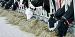 0714pd block eating