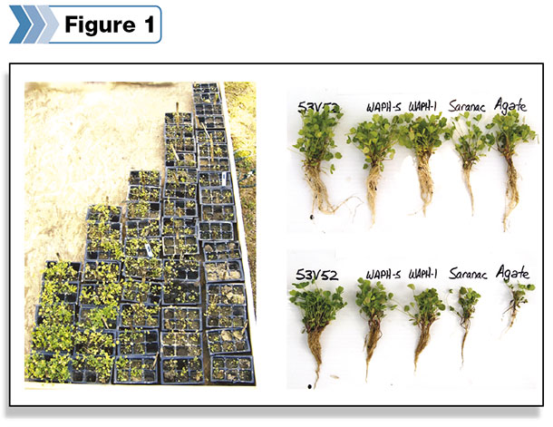 Alfalfa seedlings grown from varieties with and without resistance to pests