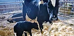 0814pd ventura cowcalf