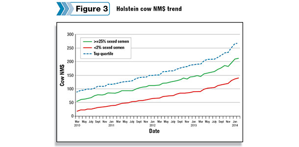 Holstein cow trend