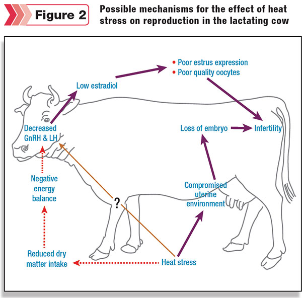 diagram of heat stress in a cow