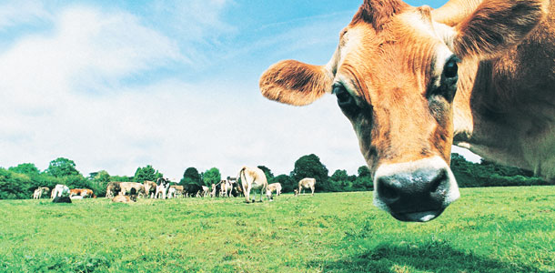 cow in a field