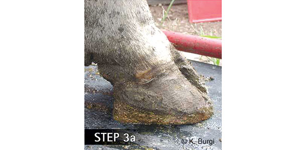 cow hoof