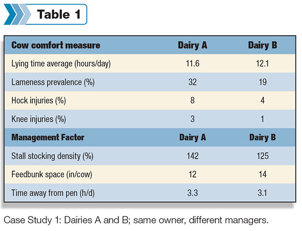 cow comfort measure