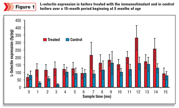 L-selectin expression in heifers