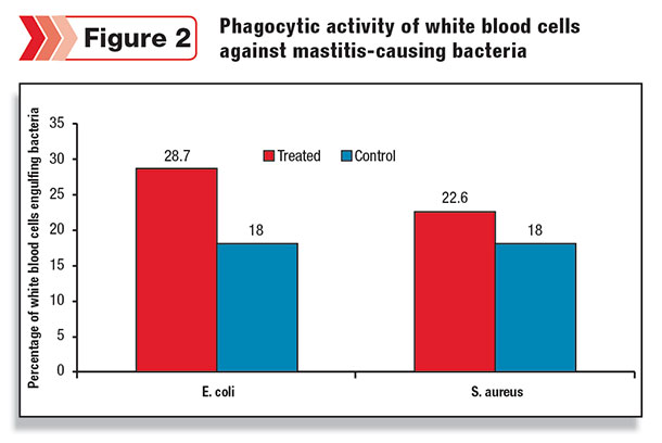 Phagocytic activity of white blood cells