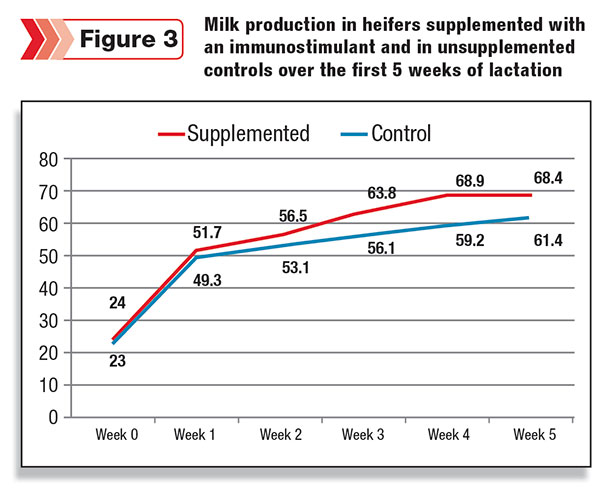 milk production in heifers