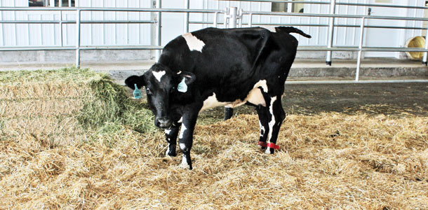 cow in a high-attention pen