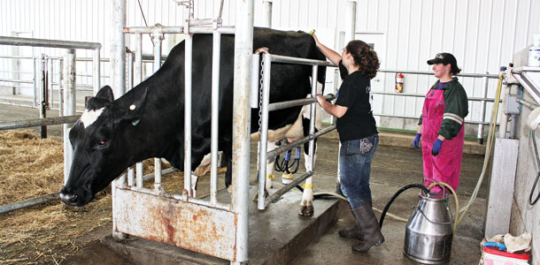 dairy cow processing pen