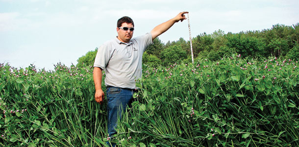 pea and oat forage blend