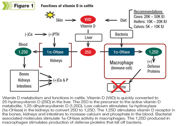 Functions of vitamin D in cattle