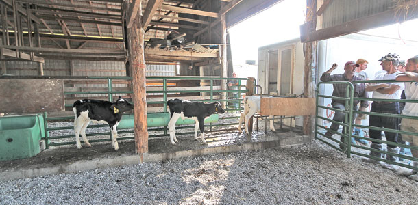 calves on a dairy