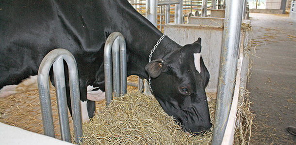 U neck feeder