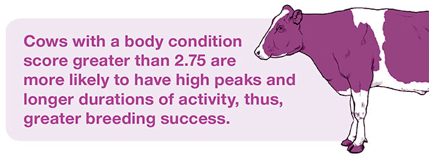 body condition score