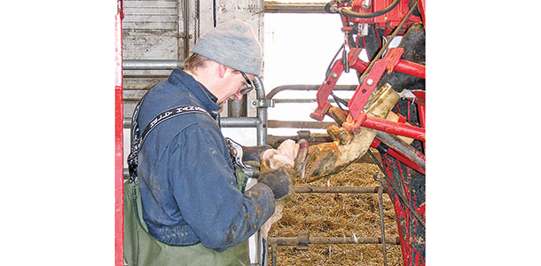 Gerard Cramer trimming hooves