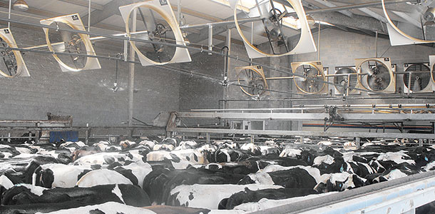 dairy cow holding pen